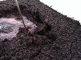 Javelina Leap is just one of many wineries to use traditional crushing methods to produce their wine.